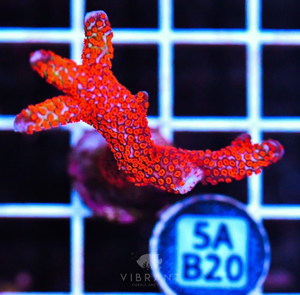 Frag Aquaculture