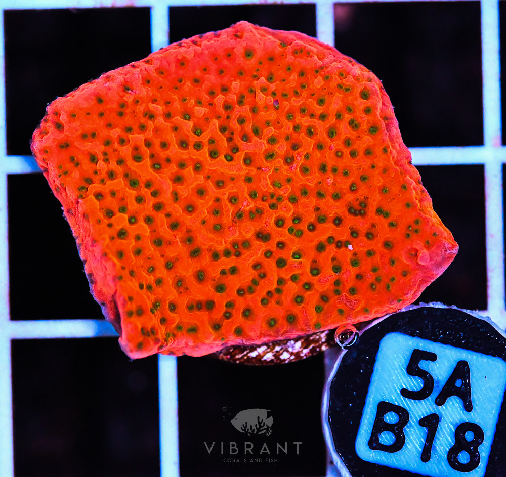 Frag Aquaculture