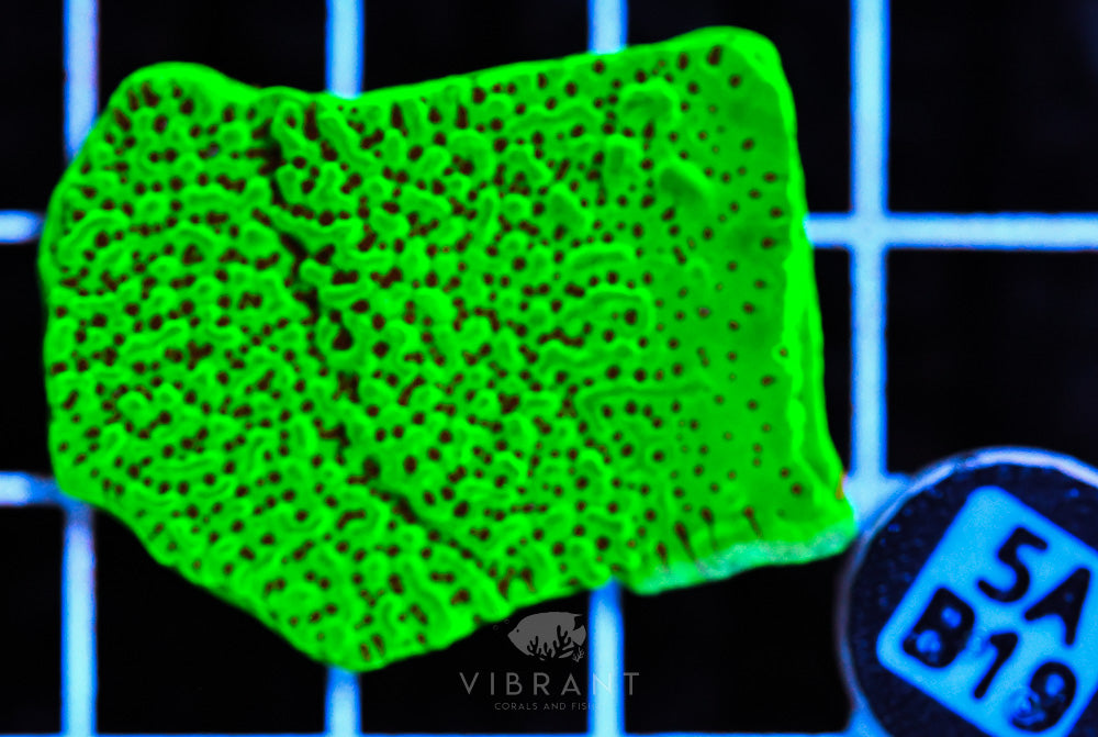 Frag Aquaculture