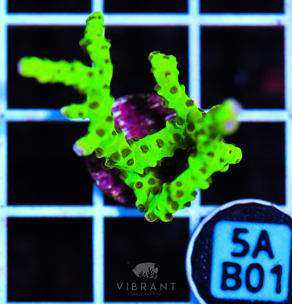 Frag Aquaculture