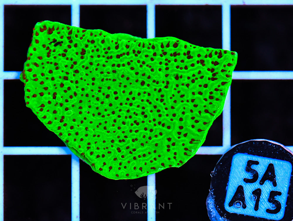 Frag Aquaculture