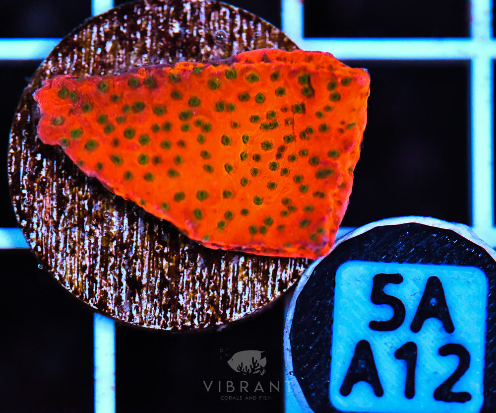 Frag Aquaculture