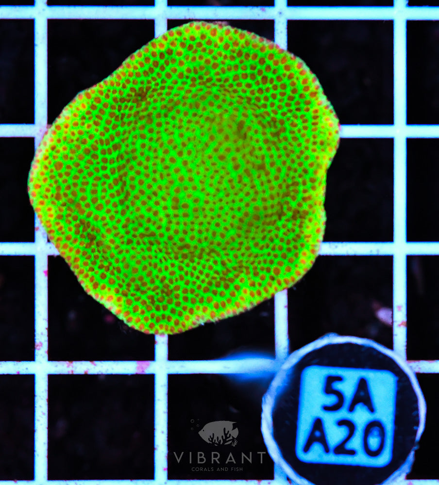 Frag Aquaculture