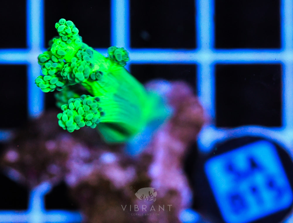 Frag Aquaculture
