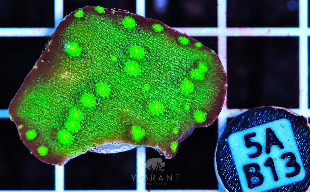 Frag Aquaculture