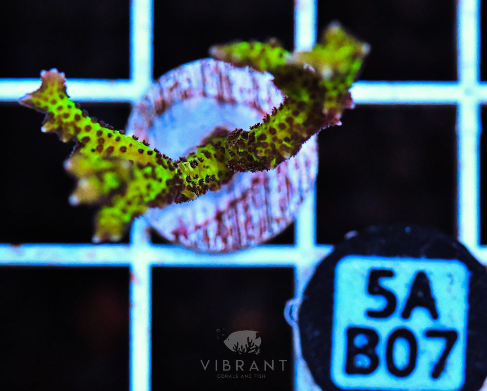 Frag Aquaculture