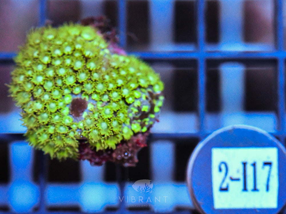 Goniopora Ultra FRAG
