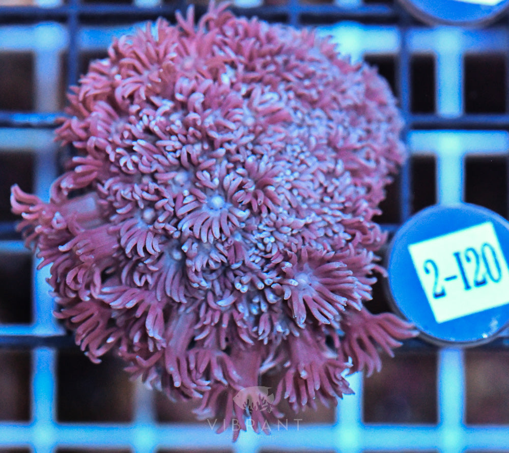 Goniopora Ultra FRAG