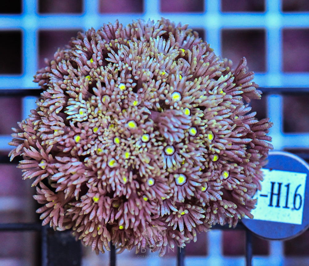 Goniopora Ultra FRAG