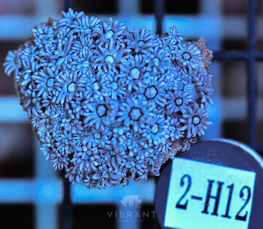 Goniopora Ultra FRAG