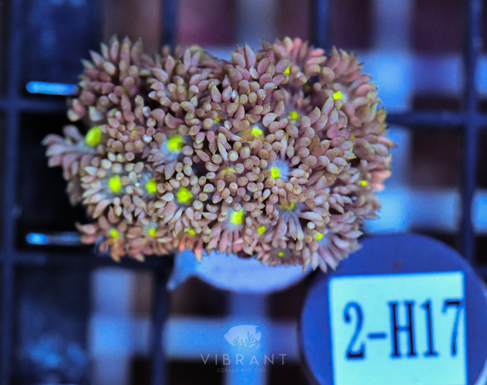 Goniopora Ultra FRAG