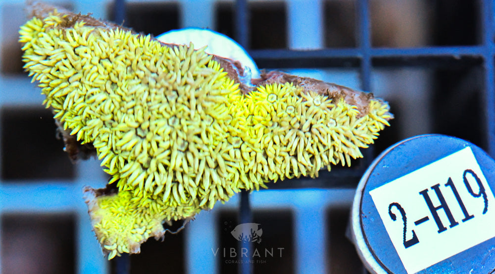 Goniopora Ultra FRAG