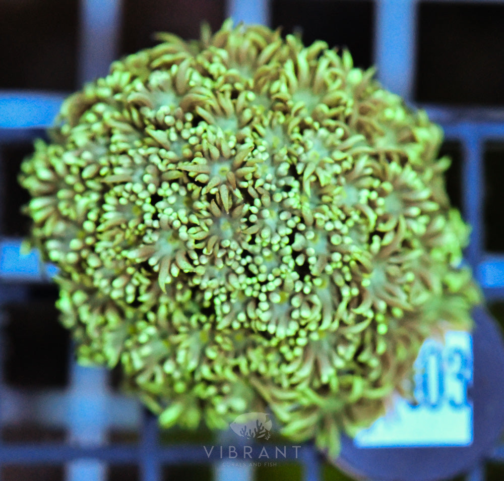 Goniopora Ultra FRAG