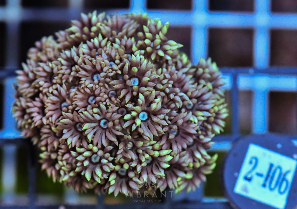 Goniopora Ultra FRAG