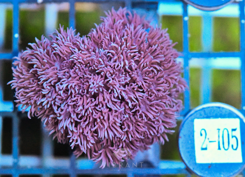 Goniopora Ultra FRAG