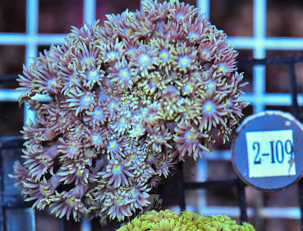 Goniopora Ultra FRAG