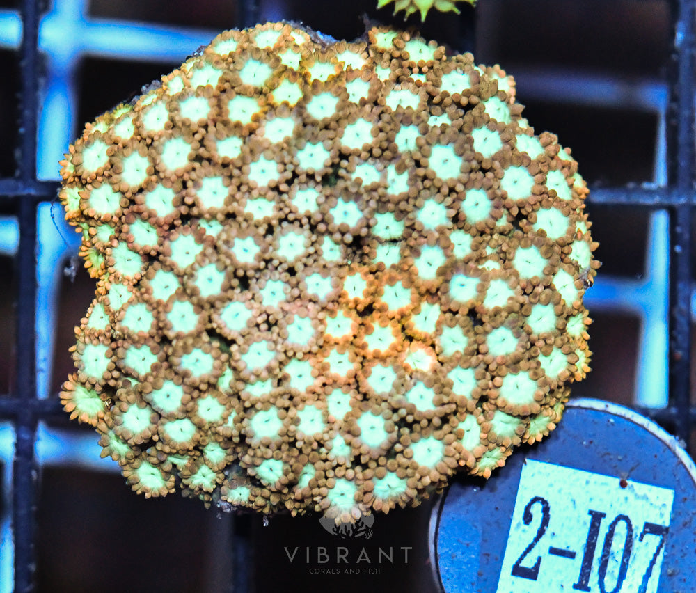 Goniopora Ultra FRAG