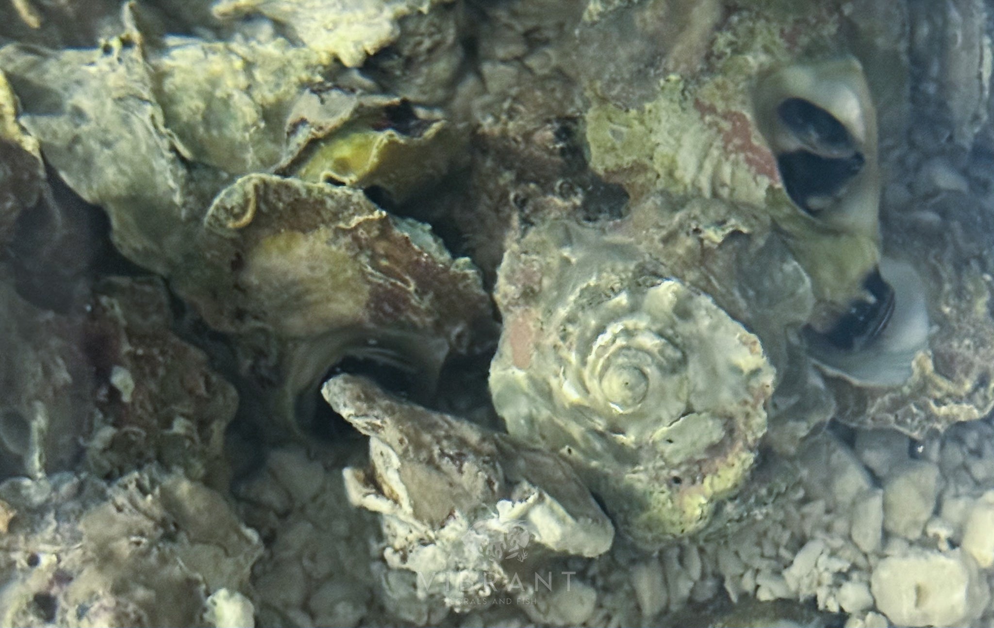 Frilled Trochus Snails 10pk