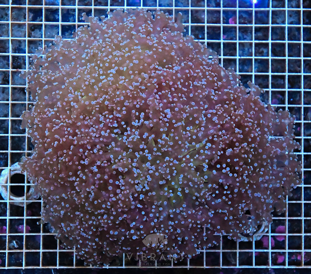 Frogspawn Ultra JUMBO SOL