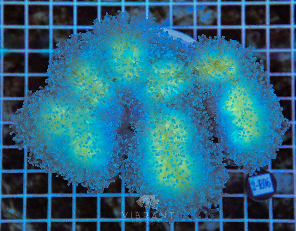 Frogspawn Branching Ultra SOL JUMBO