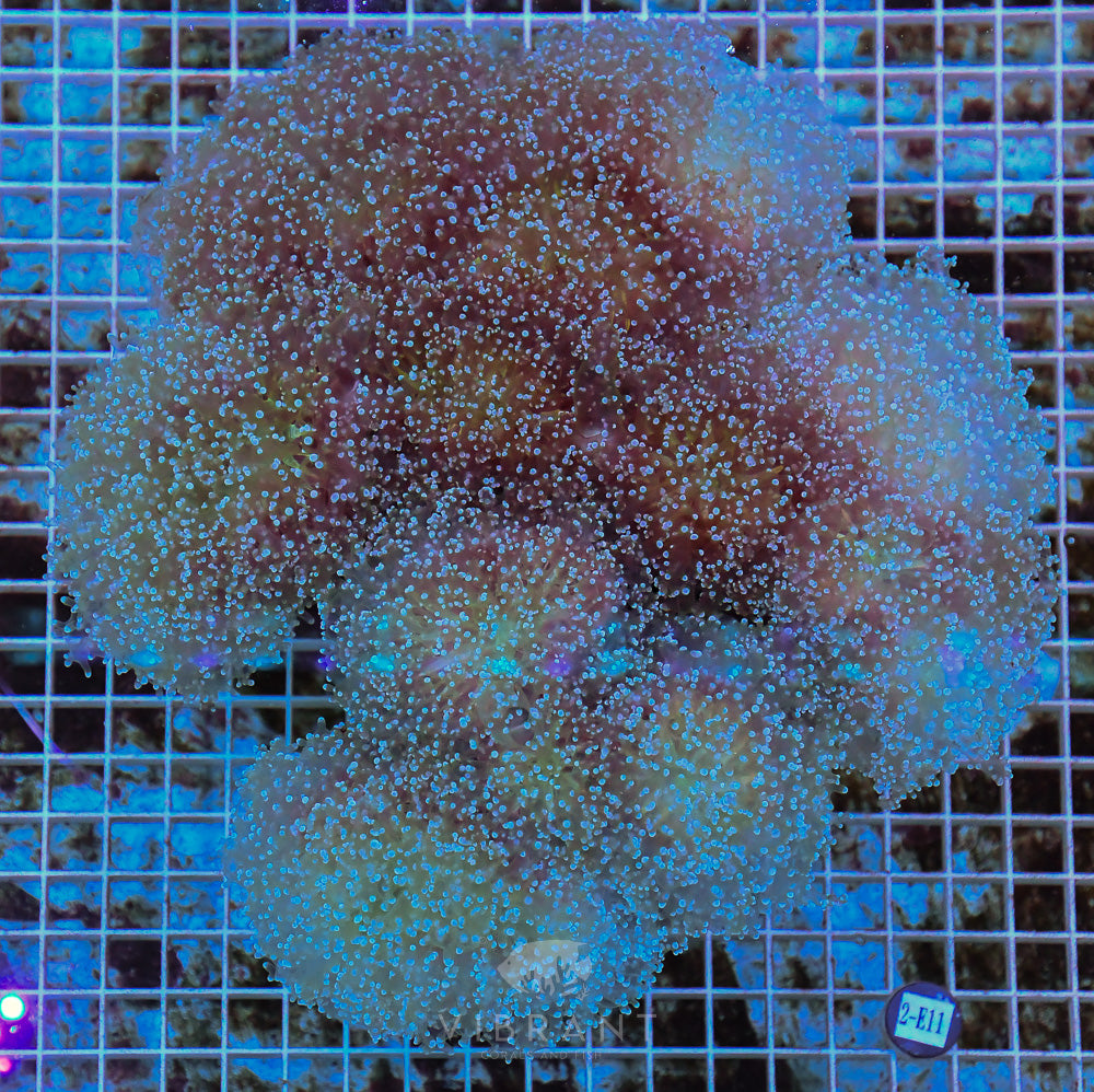 Frogspawn Branching Ultra SOL JUMBO