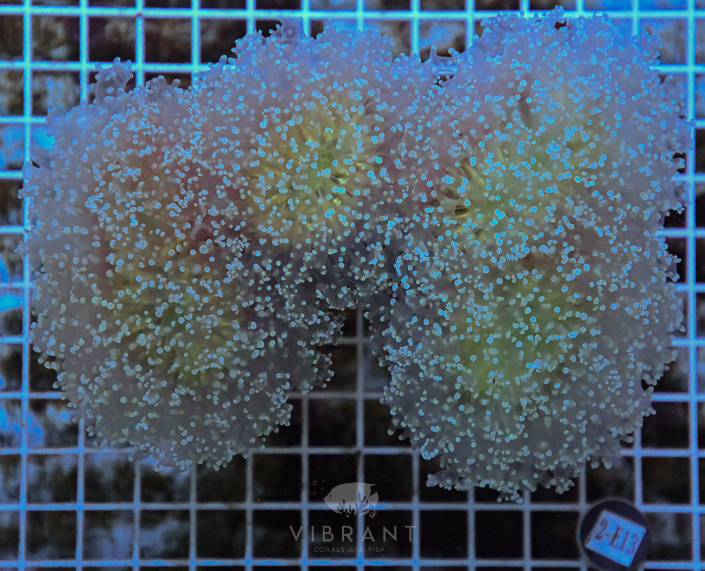 Frogspawn Branching Ultra SOL JUMBO