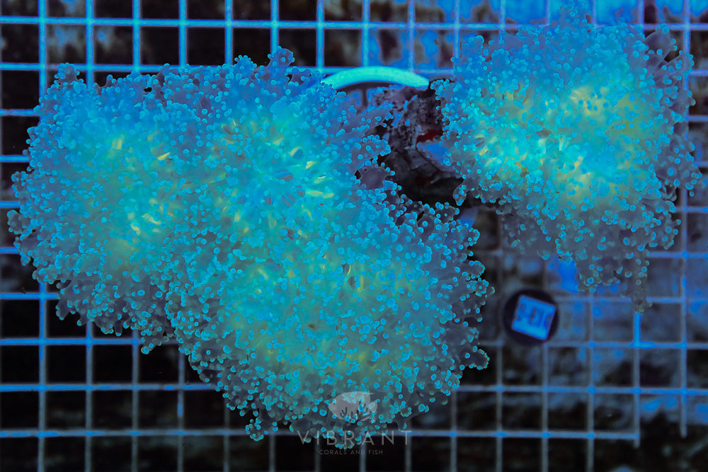 Frogspawn Branching Ultra SOL JUMBO