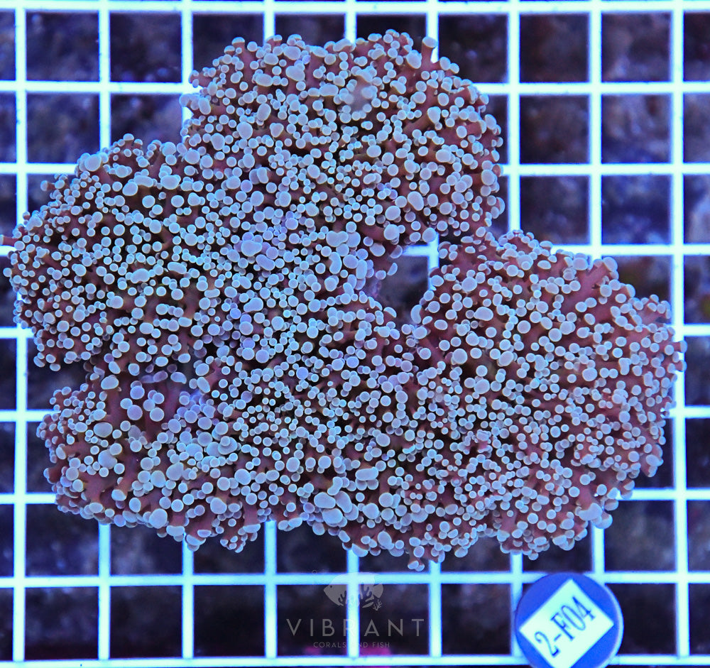 Frogspawn Wall AUS