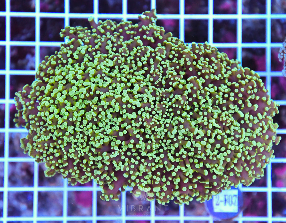 Frogspawn Wall AUS