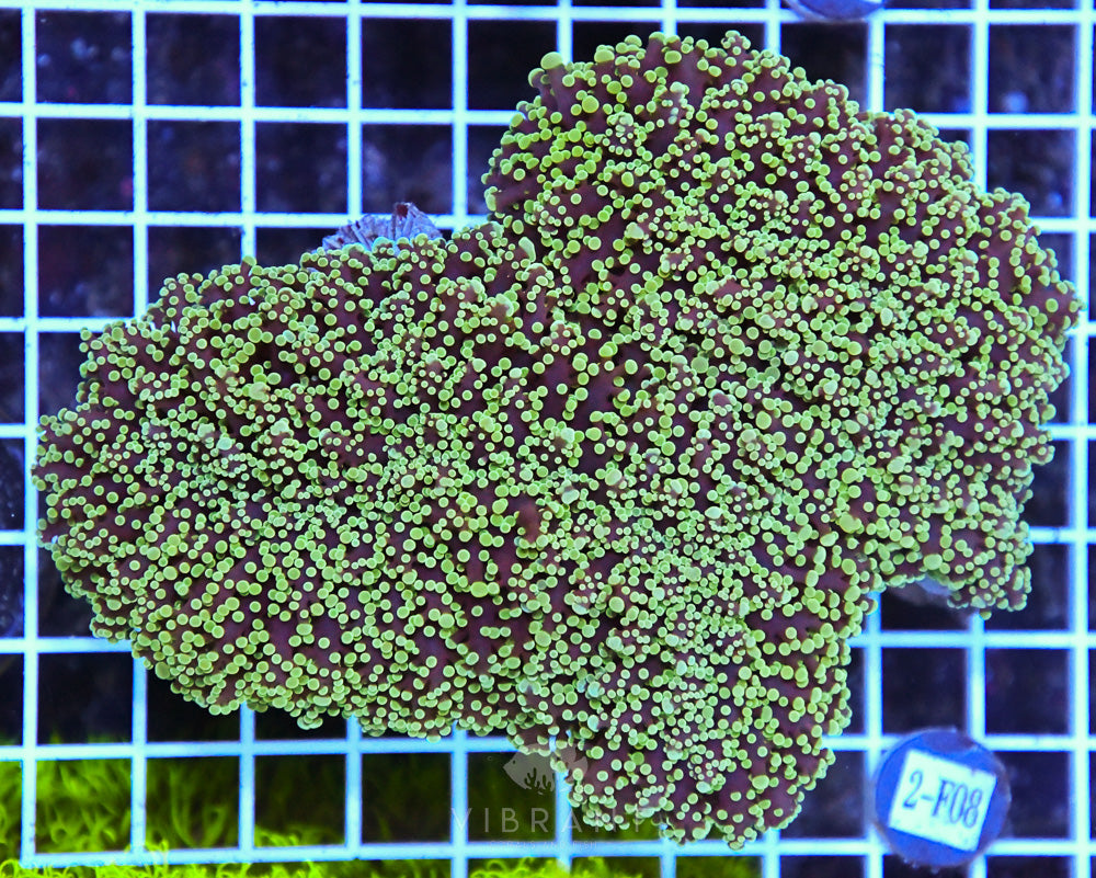 Frogspawn Wall AUS