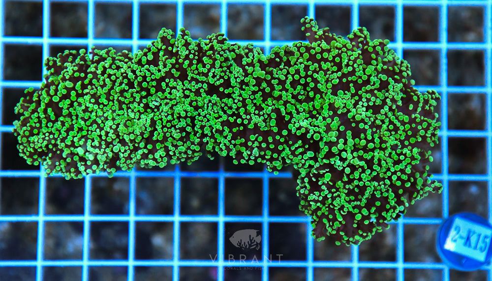 Frogspawn Wall AUS