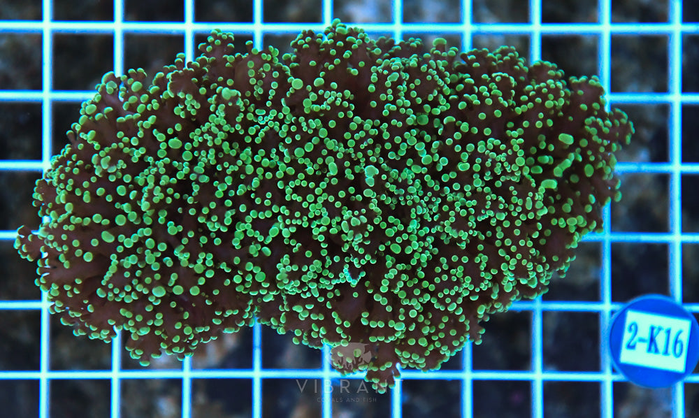 Frogspawn Wall AUS