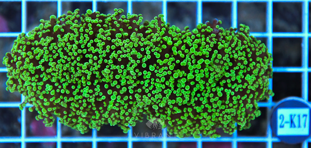 Frogspawn Wall AUS