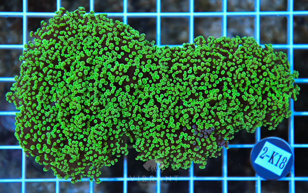 Frogspawn Wall AUS