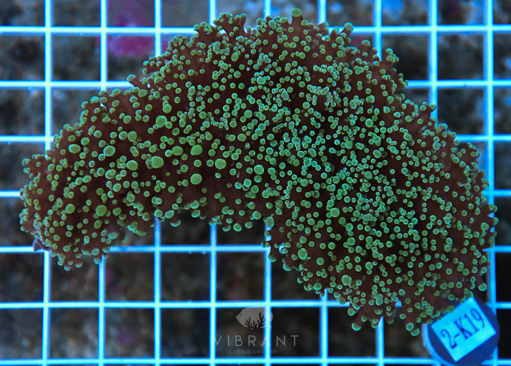 Frogspawn Wall AUS