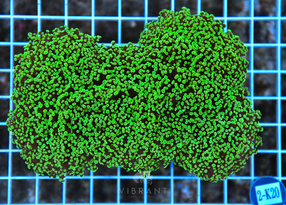 Frogspawn Wall AUS