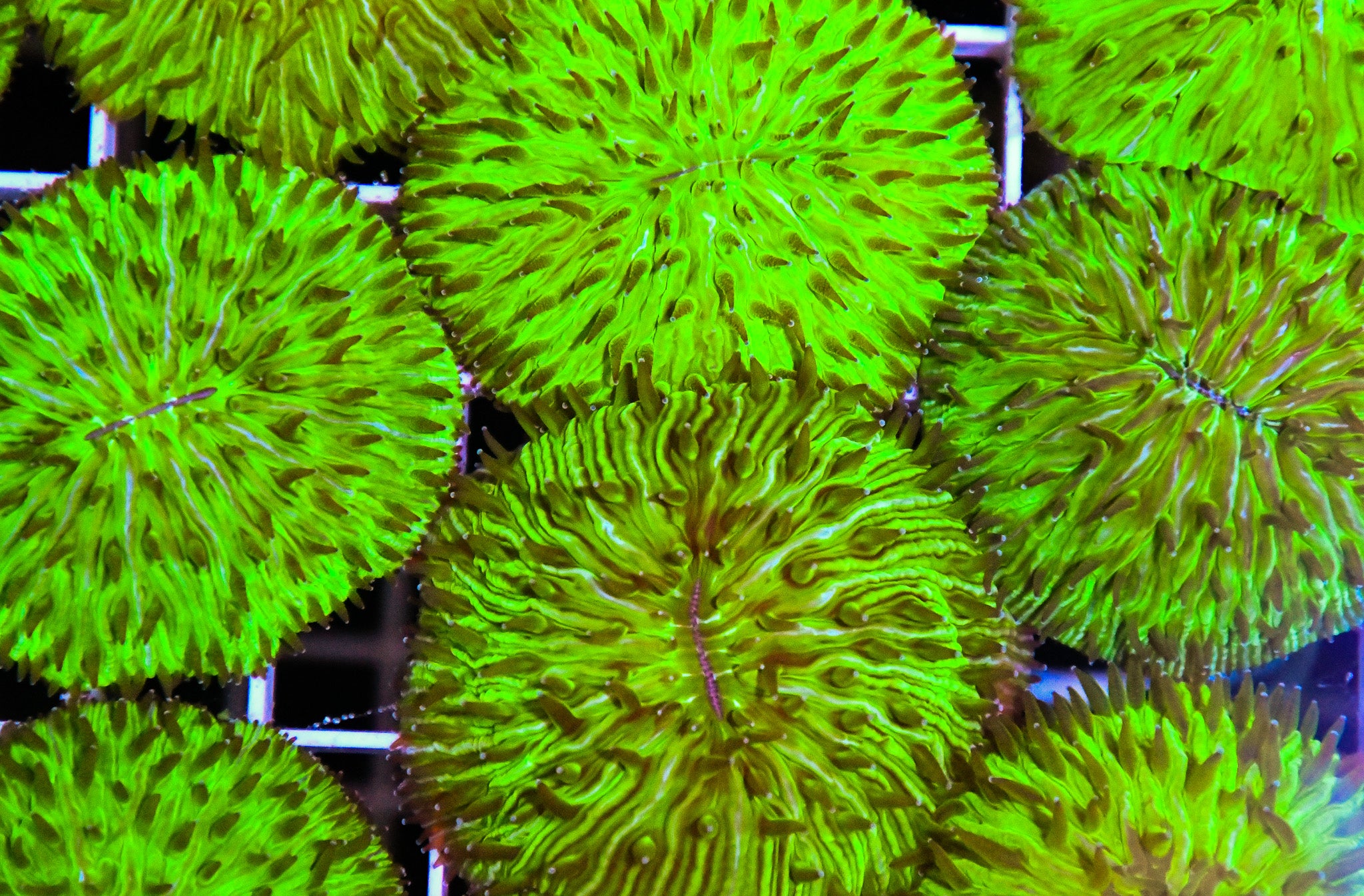 Fungia Dome AUS SAMPLE
