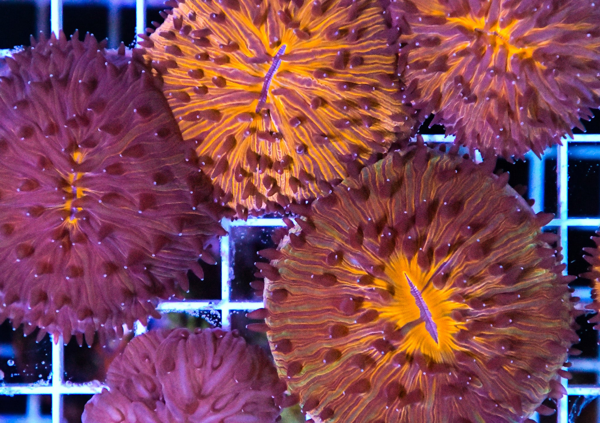 Fungia Dome Orange AUS SAMPLE
