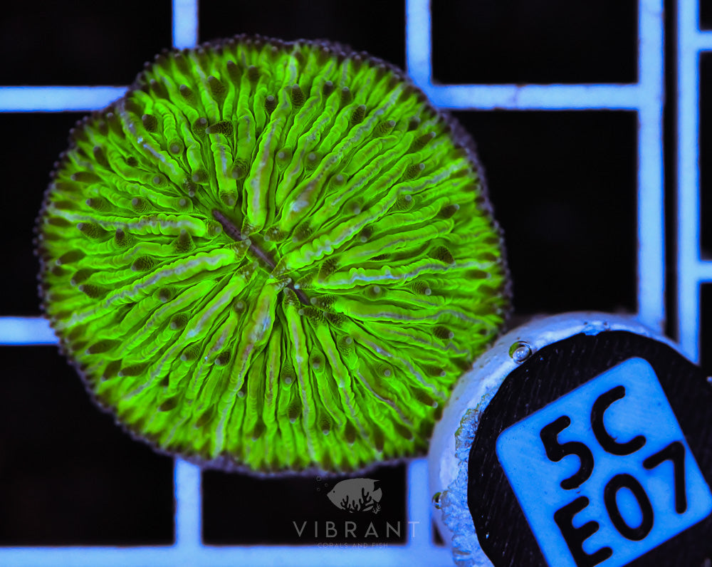 Fungia Dome AUS