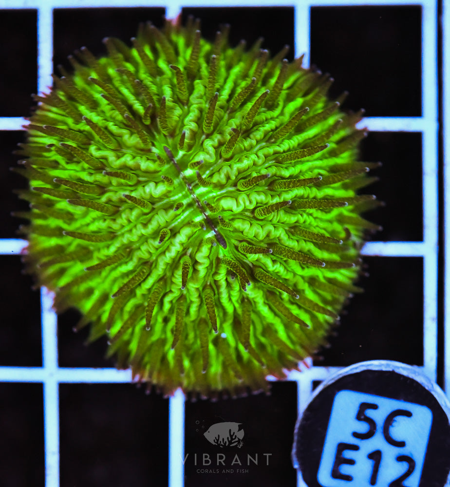Fungia Dome AUS
