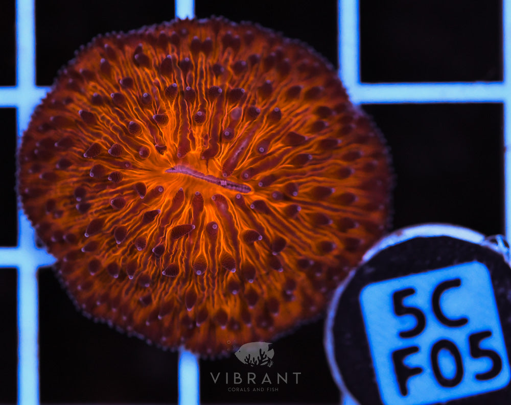 Fungia Orange Dome AUS