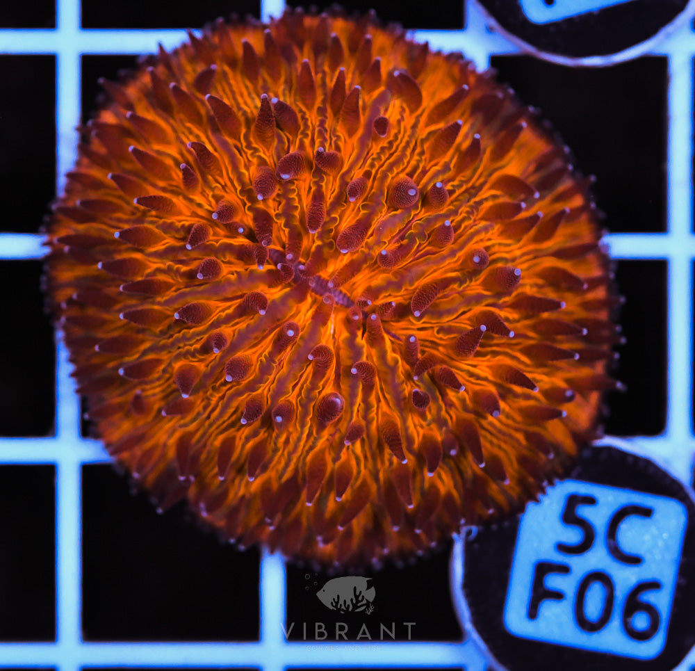 Fungia Orange Dome AUS