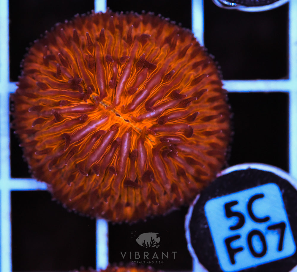 Fungia Orange Dome AUS