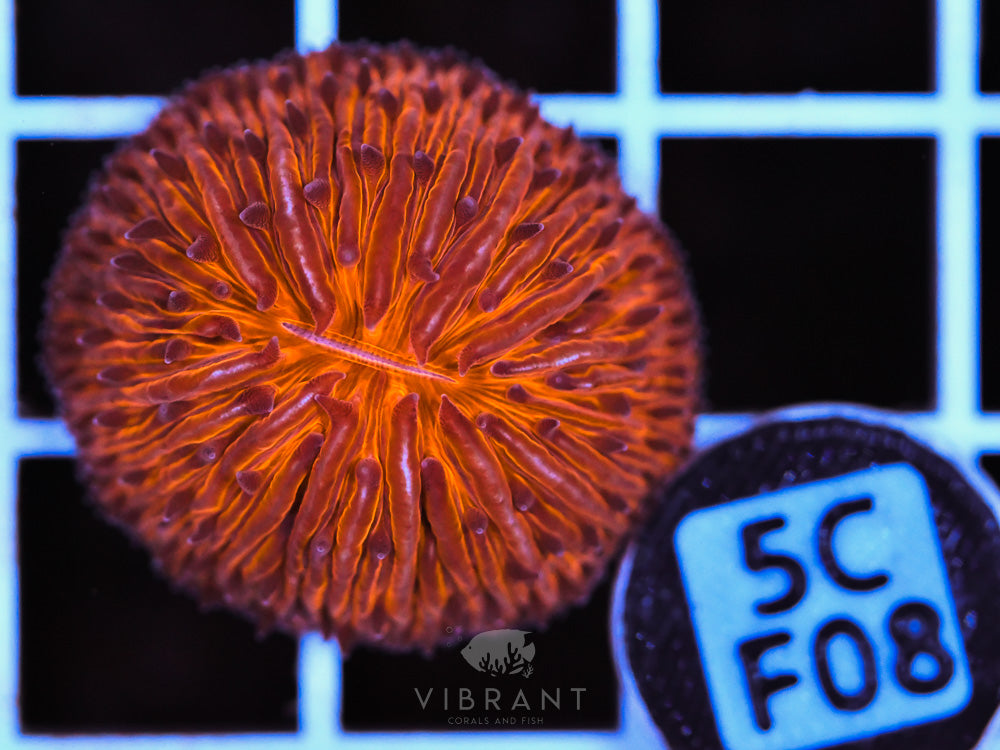 Fungia Orange Dome AUS