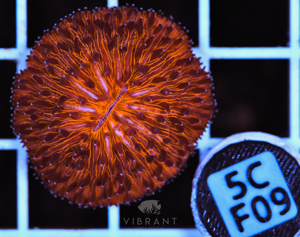 Fungia Orange Dome AUS