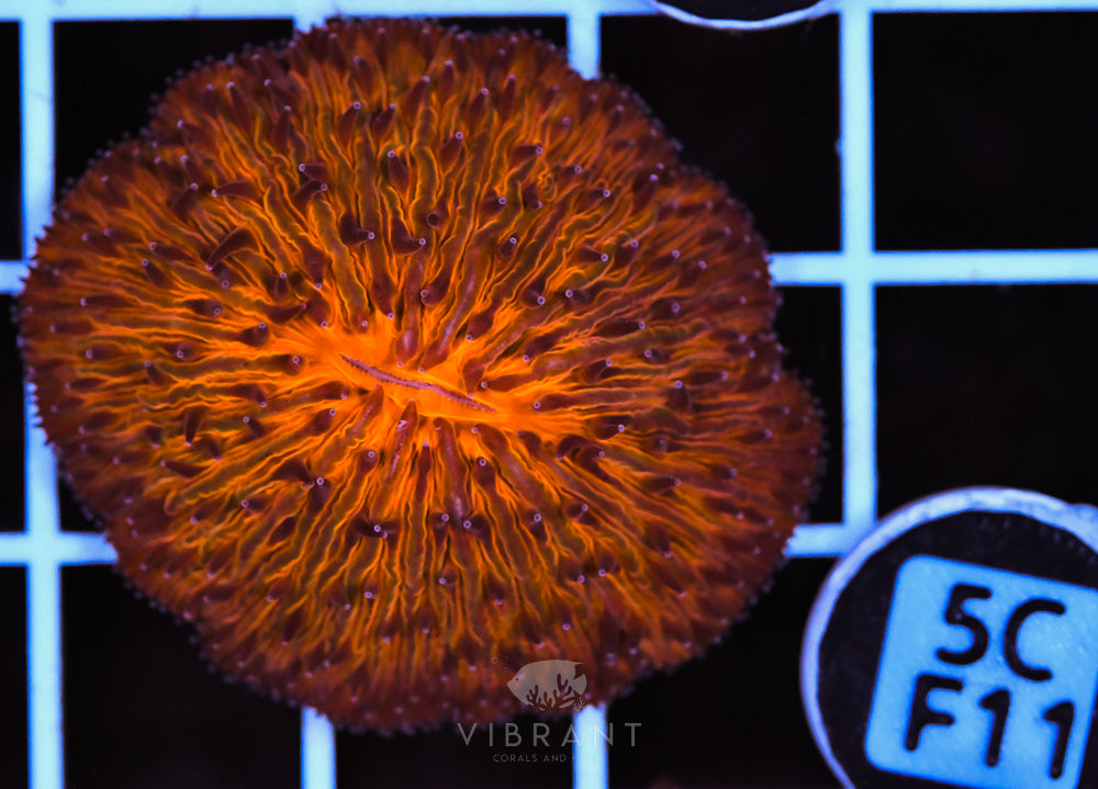 Fungia Orange Dome AUS