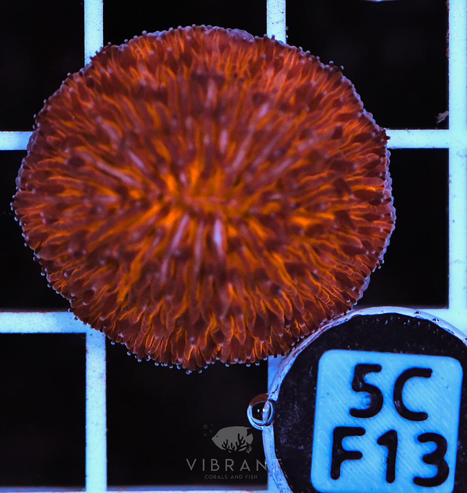 Fungia Orange Dome AUS
