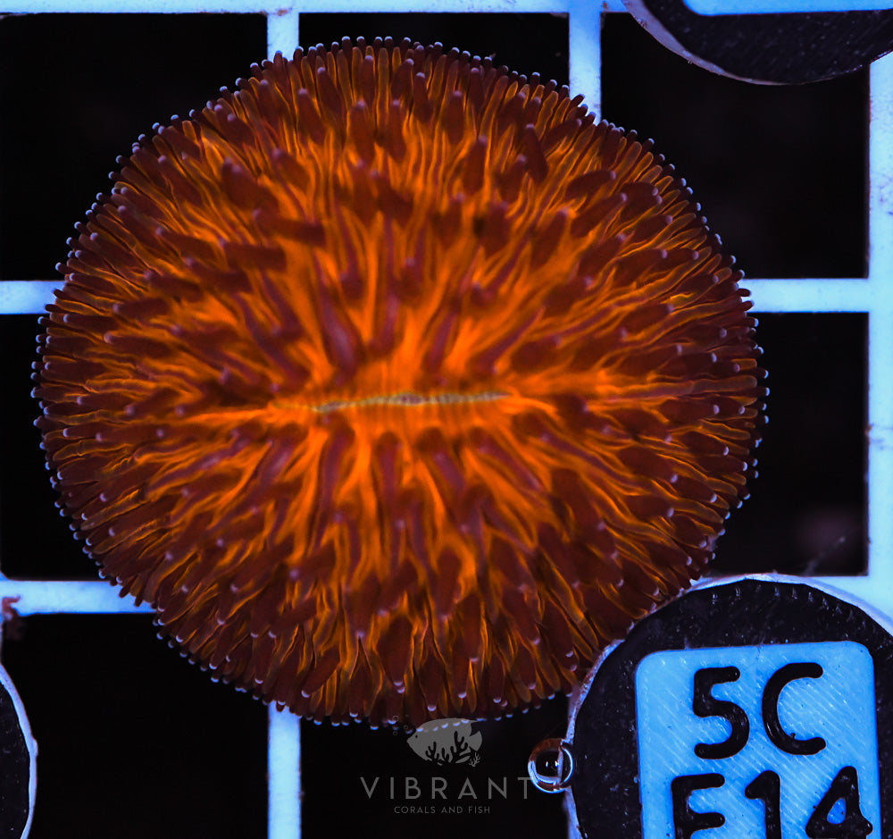 Fungia Orange Dome AUS