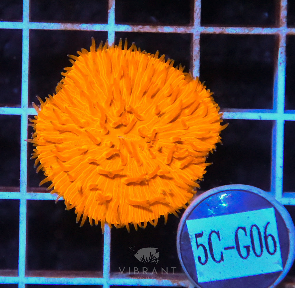 Fungia Orange AUS