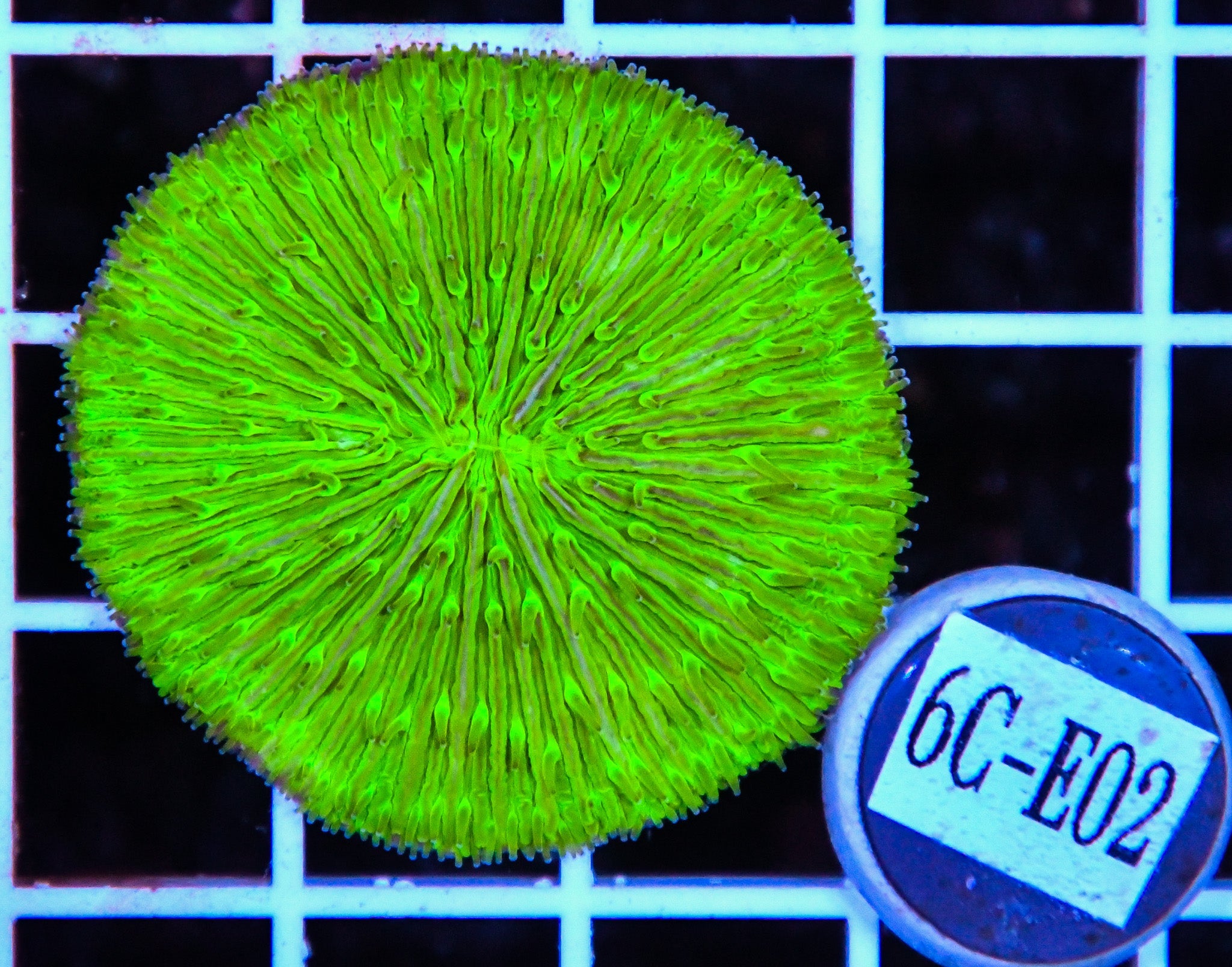Fungia Plate Green AUS